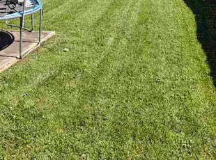 Jennifer A.'s lawn care services service result