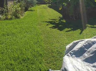 Monica H.'s turf care service result