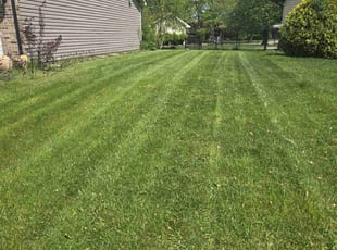 Wayne E.'s grass cutting service result