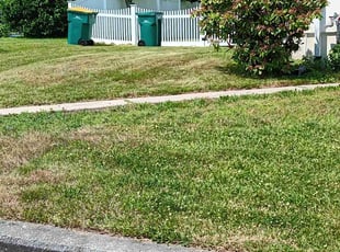 Jim P.'s grass cutting service result