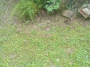 D J.'s Bush Trimming service result