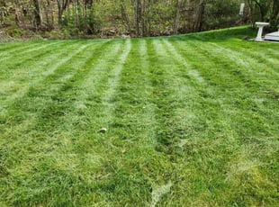 Rosa T.'s grass cutting service result