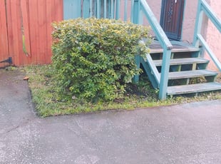 Kamie S.'s Bush Trimming service result