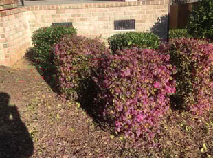 Loretta B.'s Bush Trimming service result