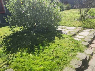 Hazel B.'s turf care service result
