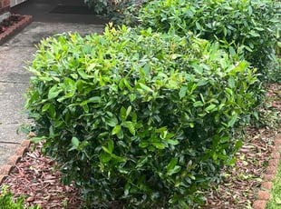 Lance T.'s Bush Trimming service result