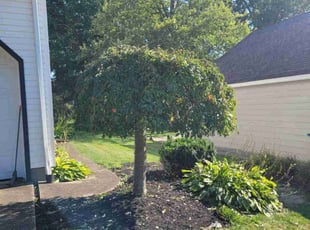 Sari M.'s Bush Trimming service result