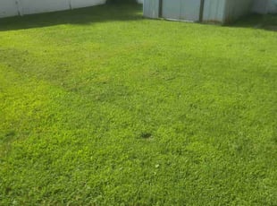 Stephen K.'s lawn maintenance service result