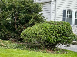 Stephany W.'s Bush Trimming service result