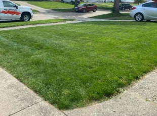 Dan N.'s grass cutting service result