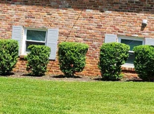 Elisabeth P.'s grass cutting service result