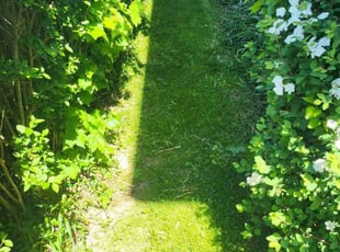 Frances B.'s grass cutting service result