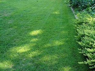 Chelsea S.'s lawn maintenance service result