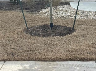 Patrick C.'s turf maintenance service result