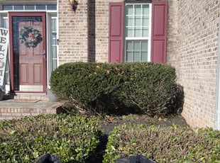 Lola L.'s Bush Trimming service result