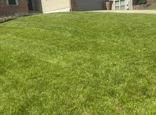 Brendan B.'s grass cutting service result