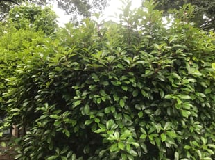 Aaron R.'s Bush Trimming service result