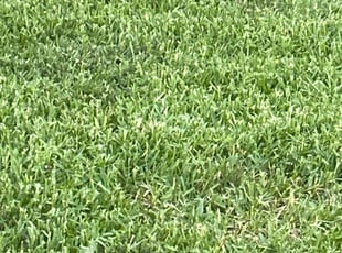 Dasha K.'s turf maintenance service result