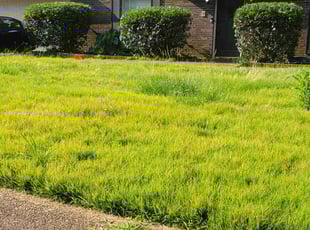 James R.'s Bush Trimming service result