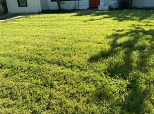 Lori W.'s grass cutting service result
