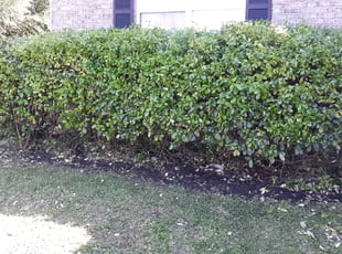 Edward V.'s Bush Trimming service result