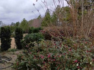 John W.'s Bush Trimming service result