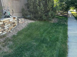Darren R.'s grass cutting service result