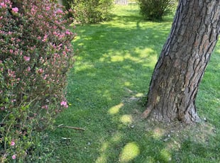 Marvin P.'s turf maintenance service result