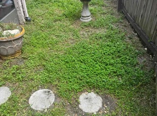 Dana K.'s lawn care service result