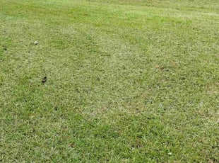 Debbie B.'s grass cutting service result