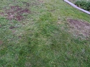 Lokesh N.'s Leaf Removal service result