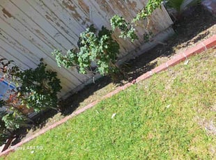 Hashim K.'s lawn maintenance service result