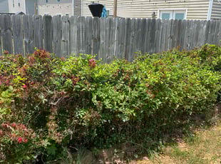 Traci R.'s Bush Trimming service result