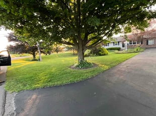 Areana D.'s lawn service service result