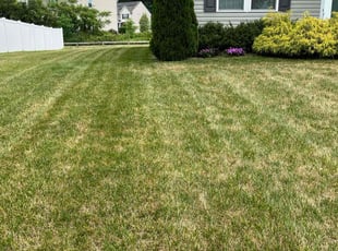 Mark S.'s grass maintenance service result