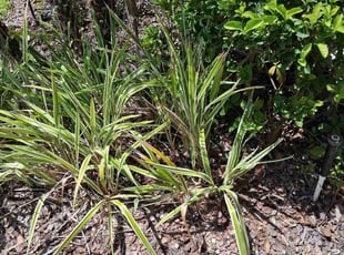Diana C.'s Flower Bed Weeding service result