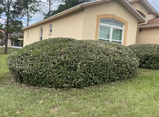 Taylor B.'s Bush Trimming service result