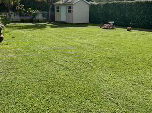 Andre M.'s grass cutting service result