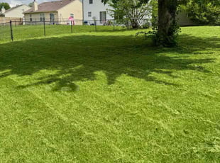 Heidi W.'s turf care service result