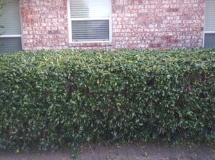 Regina Y.'s Bush Trimming service result