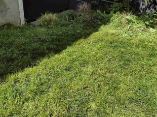 Tiffanie K.'s lawn service service result
