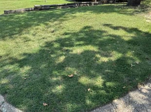 Philip C.'s lawn maintenance service result