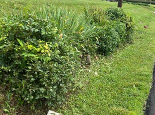 Terri B.'s Bush Trimming service result