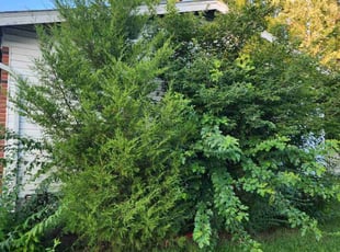 Robin B.'s Bush Trimming service result