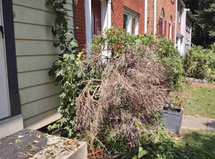 Chico M.'s Bush Trimming service result