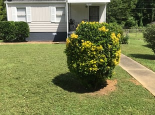 Tina B.'s Bush Trimming service result