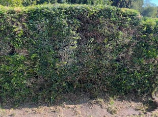 Malaikah G.'s Bush Trimming service result
