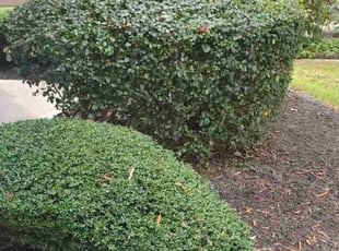 Angela H.'s Bush Trimming service result