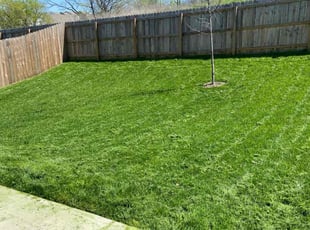Jordan B.'s grass cutting service result
