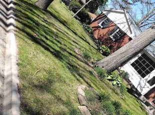 Jack F.'s grass maintenance service result